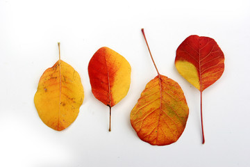 autumn leaves