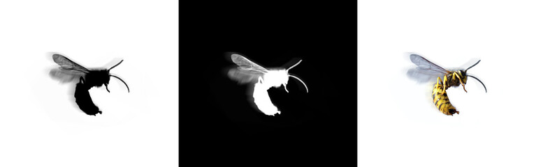 Bee, hornet with alpha channel matte - obrazy, fototapety, plakaty