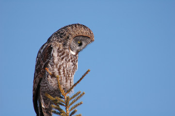 grey owl