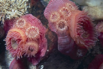 brooding anemones