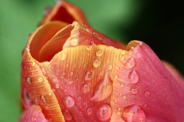 flower closeup