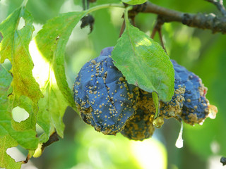 Rotten fruit attacked by blight on a tree. - 137447