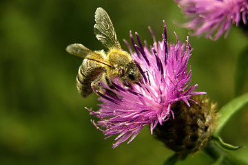 distel mit biene