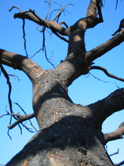 Fototapeta na wymiar burn tree