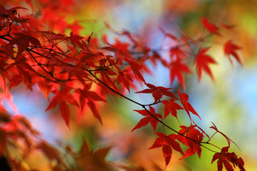 japanese red maple in autumn - obrazy, fototapety, plakaty