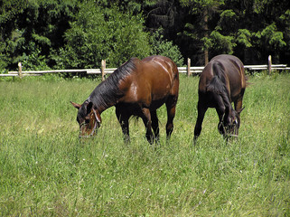 Fototapeta premium horses