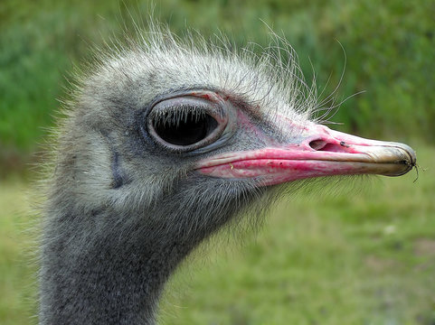 ostrich african