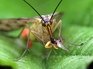 predatory fly