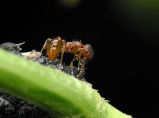 ant & aphis