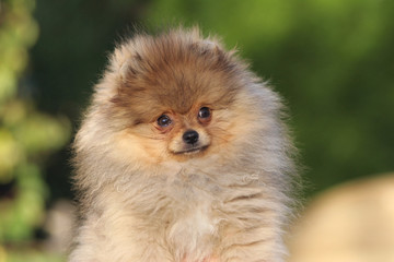 spitz portrait
