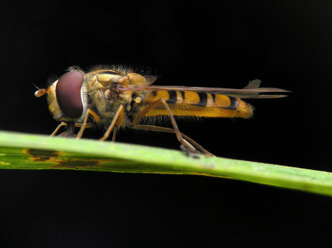 fly or bee