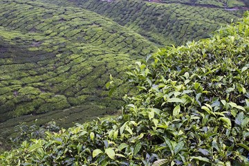 cameron highlands tea plantation fields