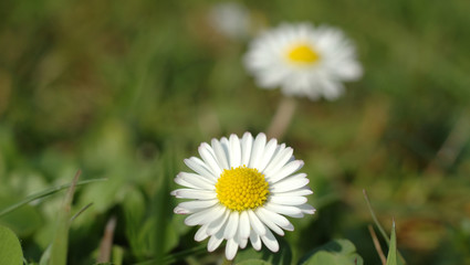 two daisies