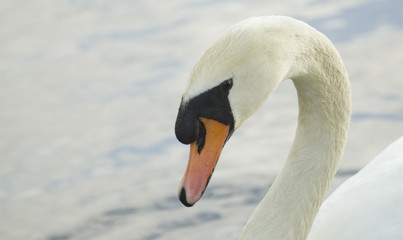 swan