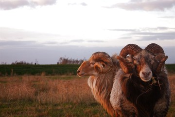 rams in a pasture