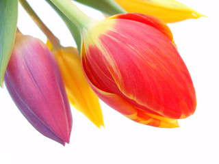 bunch of red, purple and yellow tulips