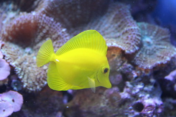 gelber fisch im aquarium