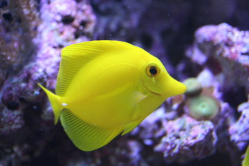 Fototapeta na wymiar żółty ryb ozdobnych