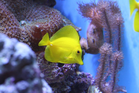 gelber zierfisch im aquarium