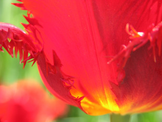 Obrazy na Szkle  czerwone i żółte płatki tulipanów