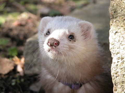 furet en terrassement