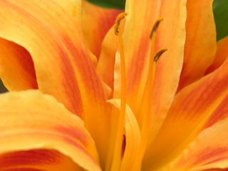 Fototapeta na wymiar orange lilly