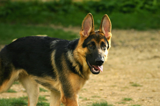 a german shepard