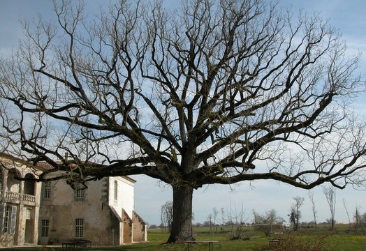 noyer d'am&eacute;rique