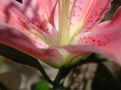 fleur de lys