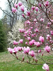 Cercles muraux Magnolia magnolias roses