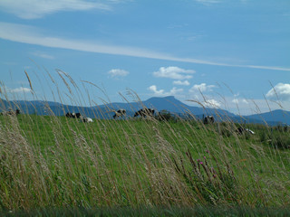 mt. mansfield vermont and vermont cows