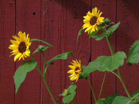 Fototapeta yellow sunflowers against red barn