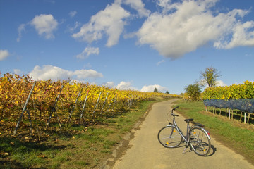 bicycle in wineyards