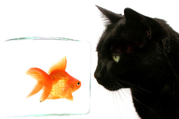 cat and fish