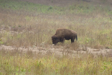 buffalo on the range.
