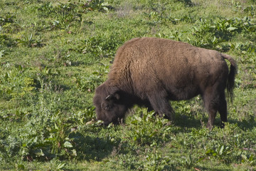 Obraz na płótnie Canvas bizon # 2