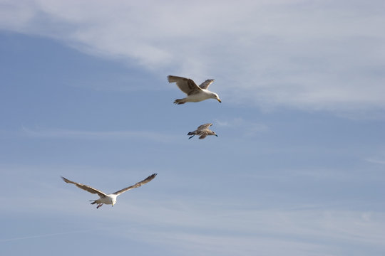 seagulls in flight 2