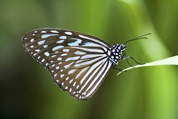 Fototapeta na wymiar motyl