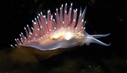 aeolid