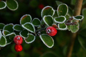 cotoneaster and ice 01