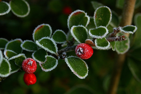 cotoneaster and ice 01