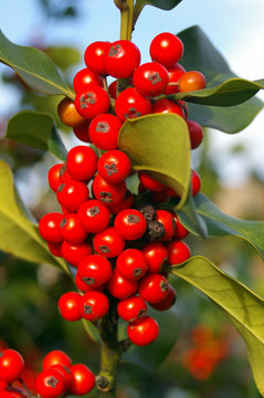 holly berries 01