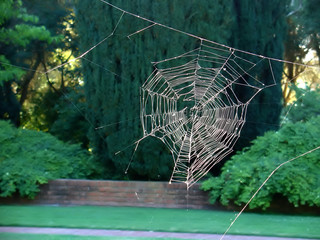 spider web without the spider