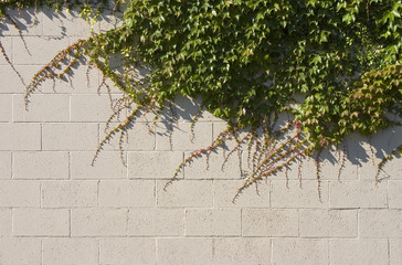 ivy wall