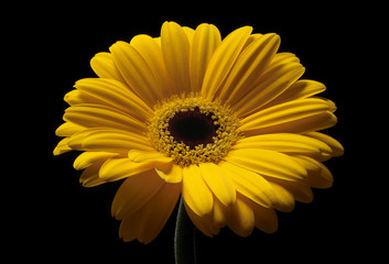 yellow flower