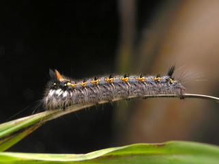 caterpillar