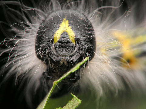 caterpillar