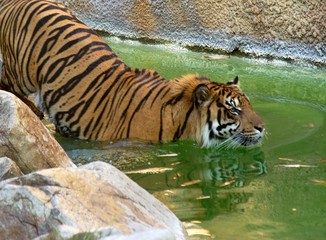 tiger going for a swim to cool off