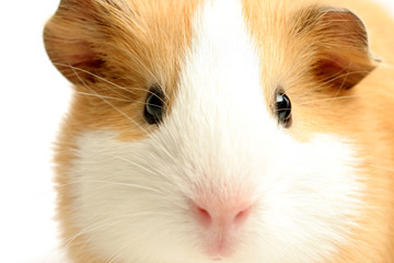 guinea pig closeup over white