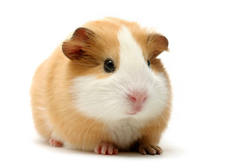 guinea pig over white - Powered by Adobe